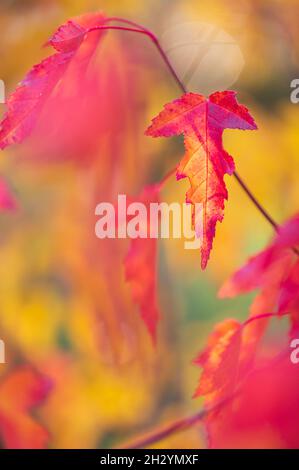 Blätter von Amur Maple oder Acer Ginnala in Herbstfarben mit Bokeh Hintergrund, selektiver Fokus, flacher DOF Stockfoto