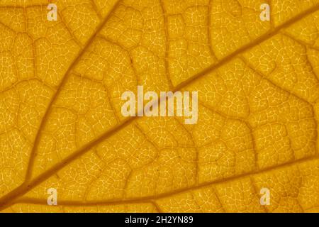 Textur von gelbem Herbstblatt. Makroaufnahme in Nahaufnahme Stockfoto