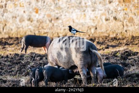 Ein Sauen-Sattelschwein mit Ferkeln, die füttern, und Elbenvögel, die auf ihr in einem Zuchthof-Schweinestall sitzen, Schottland, Großbritannien Stockfoto
