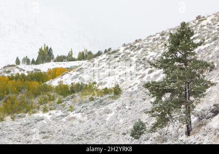 Hain von gelben Espen unter Neuschnee in den Sierras Stockfoto