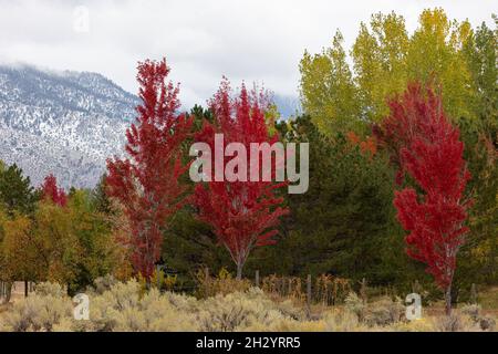 Brillante Herbstfarben mit einem schneebedeckten Berg im Hintergrund Stockfoto