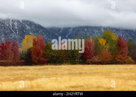 Brillante Herbstfarben mit einem schneebedeckten Berg im Hintergrund Stockfoto