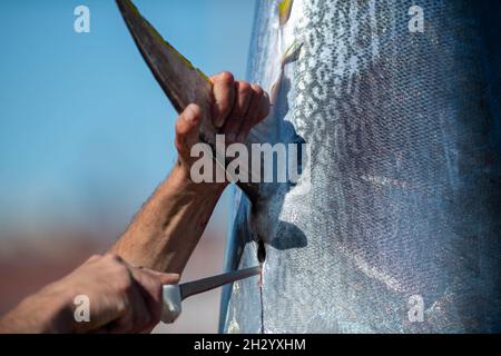 Die Flosse eines großen Roten Thunfischs hängt an einem Seil, nachdem er frisch im Salzwasser gefangen wurde. Der Koch hat seine Hand um die Flosse. Stockfoto