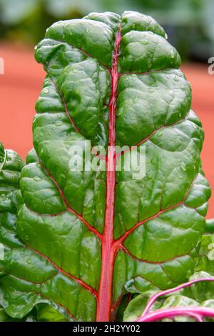 Hohe gerippte Stiele aus Schweizer Mangold-Grüns. Grünes und rötlich belaubtes Gemüse wächst in dunkelreicher Erde. Die Collard-Grüns haben rote und orangefarbene Stiele. Stockfoto