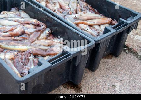 Eine große Fischkiste, gefüllt mit Weichtieren, Tintenfischen oder Tintenfischen aus dem kalten Ozean. Die Ernte des frischen rohen Fischs ist für Calamari. Stockfoto