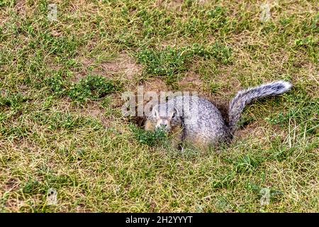 Gefleckte Ziesel - Steppennager und Schädlinge der Landwirtschaft versteckt sich in der Nähe seines Baus Stockfoto