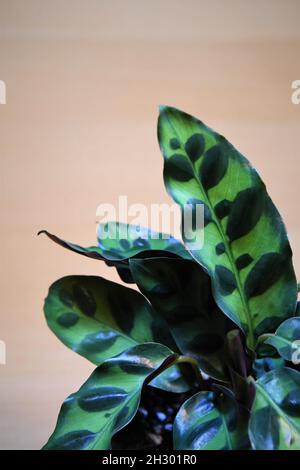 Goeppertia insignia, alias calathea lancifolia und Klapperschlangen-Pflanze. Nahaufnahme der Blätter, isoliert auf braunem Hintergrund. Stockfoto