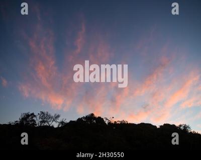 Am späten Nachmittag, kurz nach Sonnenuntergang, erheben sich streuende rosa, büschelige Wolken vertikal in einen blauen Himmel, darunter Bäume mit Silhouetten Stockfoto
