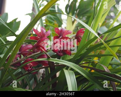 Dunkelrote Cymbidium-Orchideenblüten ragen zwischen den langen grünen Blättern hervor, die in einem subtropischen Küstengarten blühen, Winter Bloom, Australien Stockfoto