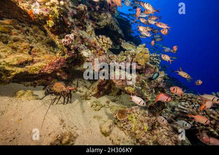 Der gebänderte stachelige Hummer, Panulirus marginatus, eine endemische Art, wird in dieser Hawaiia mit dem Schwarmbarsch, Myripristis berndti, verbunden Stockfoto