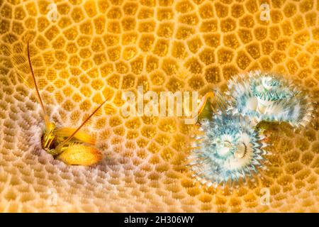 Diese Kropp-Koralleneinsiedlerkrebe, Paguritta kroppi, teilt sich ihren Abschnitt von Korallenpolypen mit einem Weihnachtsbaumwurm, Spirobranchus corniculatus, Yap, Stockfoto