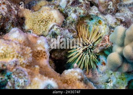 Der felsenlangweilige Seeigel, Echinometra mathaei, ist auch als eingrachernder Seeigel, Hawaii, bekannt. Dieses Wirbellose schleift in festen Kalkstein und gräbt Stockfoto