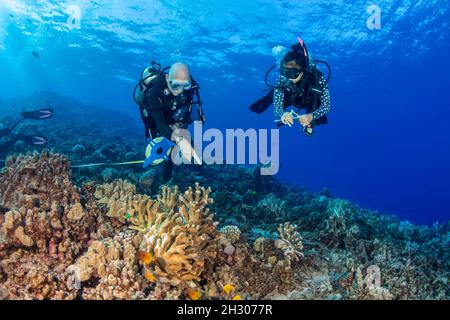 Forschung Taucher vom MOC Marine Institute Karte coral Schäden an Molokini Marine bewahren vor der Insel Maui, Hawaii. In der Zukunft, Daten fr Stockfoto