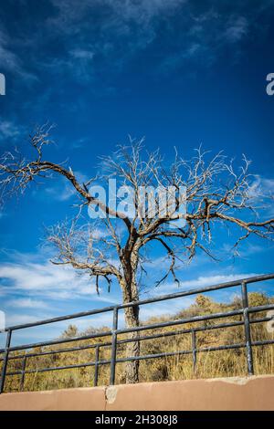 Ein einsamer sterbender Baum auf dem Hügel in der Nähe von „Cross of the Martyrs“ in Santa Fe, NM Stockfoto