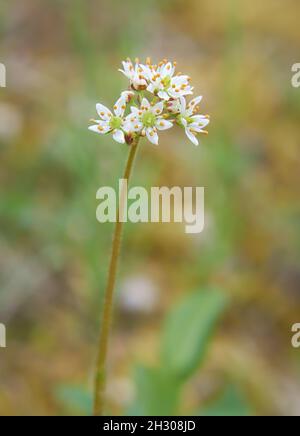 Blume-Herzblatt-Saxifraga - Saxifraga nelsoniana in natürlicher Yakutien-Tundra-Umgebung Stockfoto