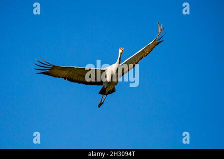 Sandhill Crane (Grus canadensis) fliegt in einem blauen Himmel, horizontal Stockfoto