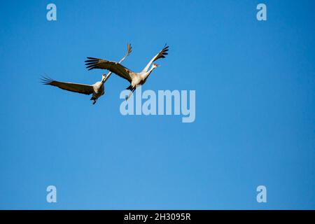 Paar Sandhill Crane (Grus canadensis), die in einem blauen Himmel, horizontal, fliegen Stockfoto