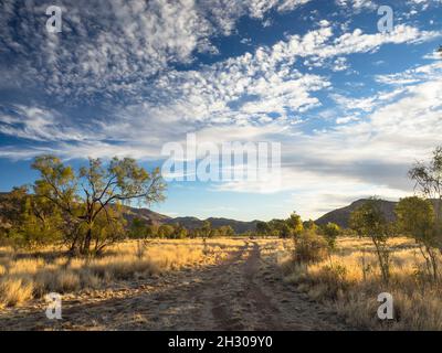 Sonnenuntergang über Mt Zeil und spinifex (Triodia spp.) im Mt Zeil Wilderness Park, West MacDonnell Ranges, Northern Territory Stockfoto