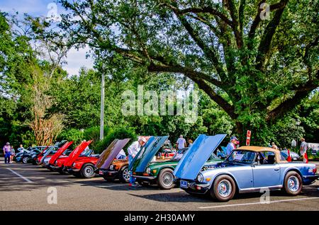 Auf dem 31. Jährlichen British Car Festival am 24. Oktober 2021 in Fairhope, Alabama, werden Jahrgangstrio gezeigt. Triumph Motor Company wurde 1885 gegründet. Stockfoto