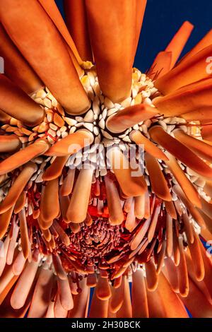 Ein naher Blick auf die Seite eines Schieferbleistift Seeigel, Heterocentrotus mamillatus, zeigt den Mund auf dem Boden, Hawaii. Stockfoto