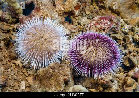 Diese beiden Kieselsteinsammler-Seeigel, Pseudoboletia indiana, stellen die Farbvariation dieser Art dar. Tagsüber decken sie sich mit ru ab Stockfoto