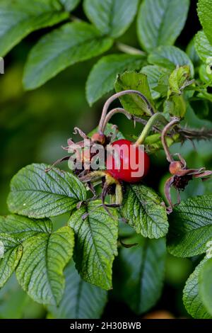 Frucht der Kartoffelrose - Rosa rugosa - auch Apfelrose genannt, Japan Rose oder Kamtschatka Rose, im Spätsommer auf dem Busch, Bayern, Deutschland, Europa Stockfoto