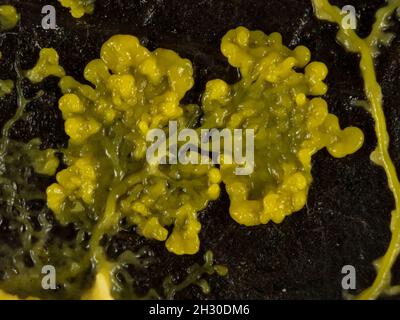 Nahaufnahme des Plasmodiums einer gelben Schleimpilze oder Schleimpilze (Physarum polycephhalum) auf einem toten Blatt, das sich auf der Suche nach Nahrung ausbreitet Stockfoto