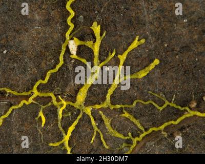 Nahaufnahme eines gelben Schleimschimmels oder Schleimschimmels (Physarum polycephalum), der auf der Suche nach Nahrung über ein totes Blatt kriecht Stockfoto