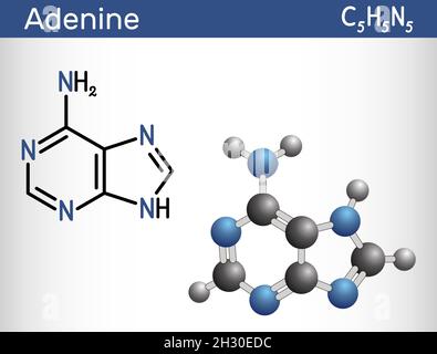 Adenin, Ade-Molekül. Es handelt sich um die Purinnukleobase, die grundlegende Einheit des genetischen Codes in DNA und RNA. Strukturelle chemische Formel, Molekülmodell. Vect Stock Vektor