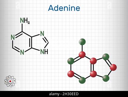 Adenin, Ade-Molekül. Es handelt sich um die Purinnukleobase, die grundlegende Einheit des genetischen Codes in DNA und RNA. Strukturelle chemische Formel, Molekülmodell. Shee Stock Vektor