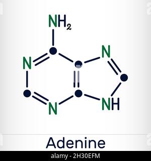 Adenin, Ade-Molekül. Es handelt sich um die Purinnukleobase, die grundlegende Einheit des genetischen Codes in DNA und RNA. Chemische Formel des Skeletts. Vektorgrafik Stock Vektor