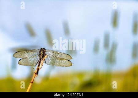 Eine Libelle, die auf einem kleinen Ast vor einem Hintergrund aus Gras thront und der Sonne zugewandt ist, um das Thema des Lebens und den Beginn des Kampfes des Lebens zu thematisieren Stockfoto