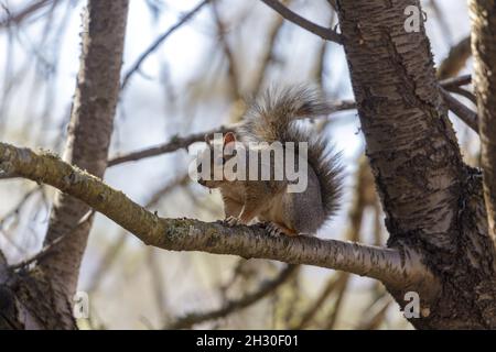 Eastern Grey Squirrel hält sich am Ast fest. Santa Clara County, Kalifornien, USA. Stockfoto