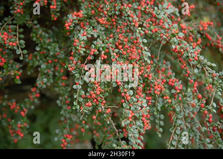 Herbst Rote Beeren und grüne Blätter an den Zweigen eines Zwerg-Laub-Wand-Spray-Strauches (Cotoneaster horizontalis), der in einer Gartendevon wächst Stockfoto