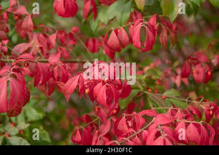 Leuchtend rote Herbstblätter auf einem Laub-geflügelten Spindelstrauch (Euonymus alatus 'Compactus'), der an einer krautigen Grenze in einem Garten im ländlichen Devon wächst Stockfoto