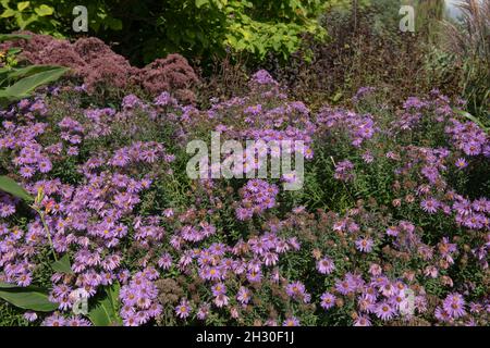 Herbstblühende leuchtend violette Blütenköpfe auf einer Michaelmas-Gänseblümchen- oder Neuengland-Aster-Pflanze (Symphyotrichum novae-angliae 'Mrs S.T. Wright) Stockfoto