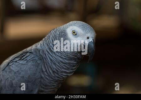 African Grey Papagei sitzt auf Holz im öffentlichen Park Stockfoto