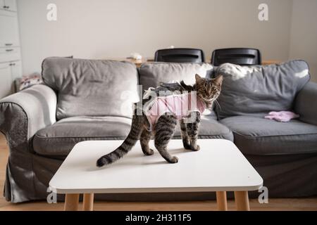 Katze mit Verband nach der Sterilisation. Kastration für Heimtiere. Genesung nach Tierarztoperation Stockfoto