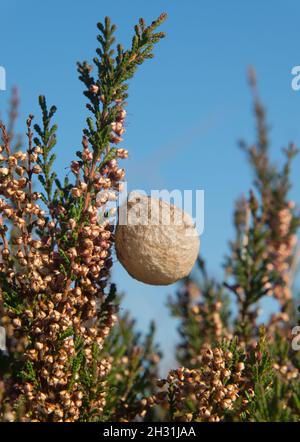 Eiersack der Wasp Spinne in gewöhnlicher Heide unter blauem Himmel Stockfoto