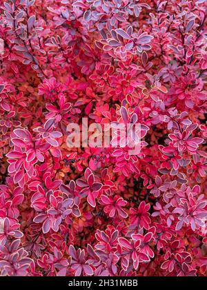 Schöner leuchtend roter Berberbeerbusch in Herbstfarben in einem Garten. Berberbusch in Herbstfarben im Garten. Stockfoto