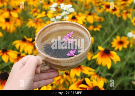 Kräutertee mit blühenden Sally frisches lila Blüten. eine Tasse Tee in der Hand auf Gelb rudbeckia Pflanzen Hintergrund im Sommergarten. Stockfoto