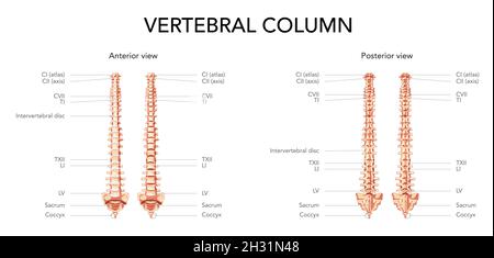 Menschliche Wirbelsäule vorne, Rückseite mit beschrifteten Hauptteilen, mit und ohne Bandscheibe. Vektor flach realistische Konzeptdarstellung in natürlichen Farben, Wirbelsäule isoliert auf weißem Hintergrund. Stock Vektor