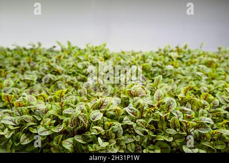 Grüne Blätter von rotem Sauerampfer, die auf einer Mikroarm mit der agrophonischen Methode angebaut werden. Stockfoto