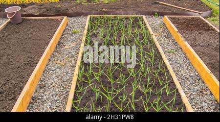 Anbau von Knoblauch und Zwiebeln, Holzbeete für den Gemüseanbau nach den Grundsätzen des ökologischen Landbaus. Gartenwege mit bestreut Stockfoto