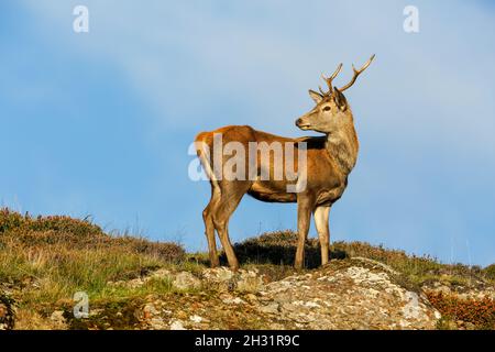 Nahaufnahme eines jungen Rothirschstags im Herbst, stand auf dem Gipfel des Heidemoorlandes in Assynt, Schottland. Kopf nach links gedreht. Sauberer blauer Himmel Hintergrund Stockfoto