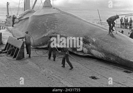 Auf einem Fabrikschiff der deutschen Walfangflote machen sich die Männer an die Weiterverarbeitung eines frisch erbauten Wals, 1930er Jahre. Die Besatzung eines Fabrikschiffes der deutschen Walfangflotte beginnt mit der Verarbeitung des Leiters eines gejagten Wals aus den 1930er Jahren. Stockfoto