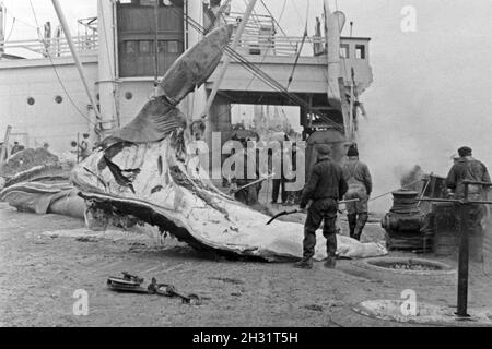 Männer bei der Arbeit ein Deck mit einem Schiff der deutschen Walfangflotte im Eismeer in der Arktis, 1930er Jahre. Die Besatzungsmitglieder eines Schiffes des Deutschen Walfangflotte im Arktischen Meer, 1930er Jahre. Stockfoto