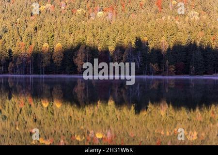 Idyllische Herbstlandschaft mit bunten grünen und gelben Bäumen, die sich im See spiegeln. Siebenbürgen, Saint Anne Lake. Stockfoto