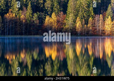 Idyllische Herbstlandschaft mit bunten grünen und gelben Bäumen, die sich im See spiegeln. Siebenbürgen, Saint Anne Lake. Stockfoto
