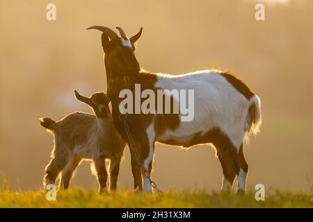 Ziegenmutter mit einer kleinen Ziege auf einer Wiese im Licht der untergehenden Sonne Stockfoto